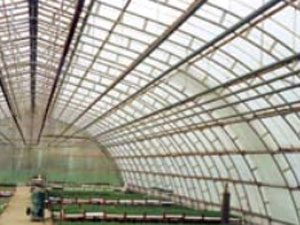 inside greenhouse